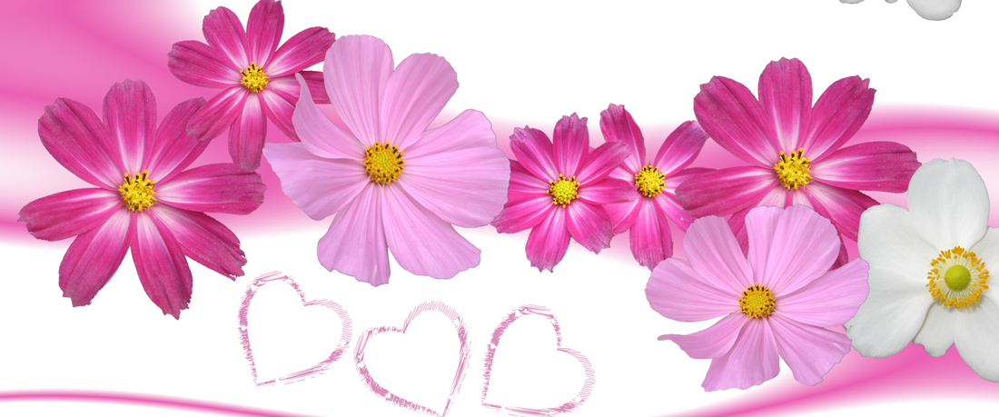 Pink flowers