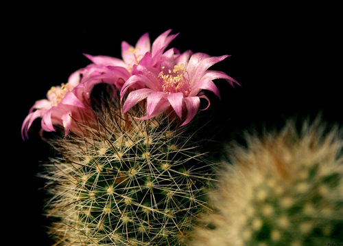 cactus flowers